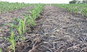 A pesar de las lluvias pocos productores empezaron a sembrar maíz