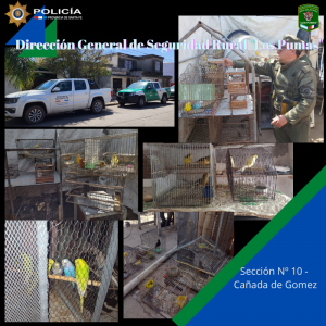 Secuestraron 75 aves en Cañada de Gómez