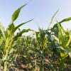 La expansión de la chicharrita reduce la estimación de la producción de maíz