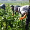 El RENATRE incrementa la prestación por desempleo para trabajadores rurales